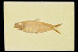 Detailed Fossil Fish (Knightia) - Wyoming #155473-1